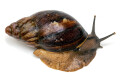 Archachatina porphyrostoma Nigeria C adult